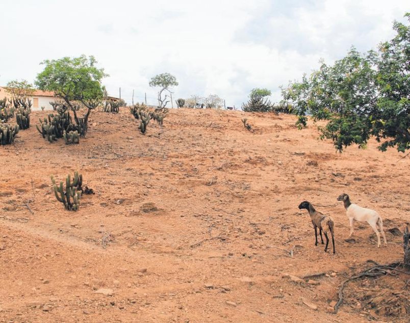 Jaguaribe, no sertão cearense, registra a 3ª temperatura mais elevada do Brasil