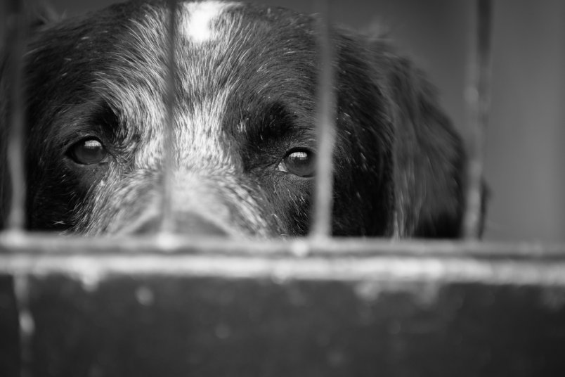 Moradores denunciam envenenamento de animais em Senador Pompeu, no interior do Ceará