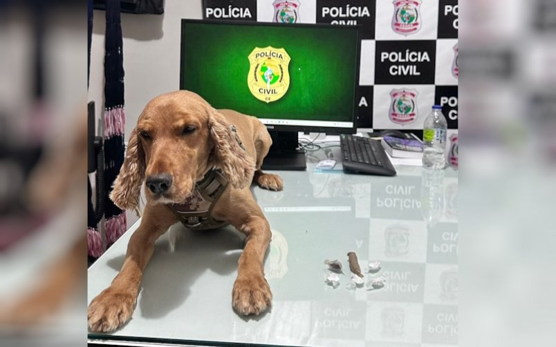 Com a ajuda do cão farejador, Polícia Civil prende mais um suspeito de tráfico de drogas em Senador Pompeu